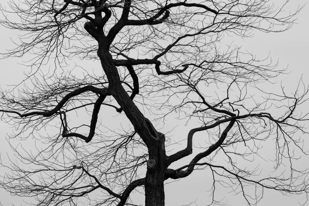 armando garcia arbre organique vascular